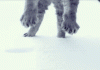 Cat Landing In Snow