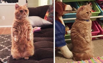 Meet George: The Cat That Loves Standing On Two Legs