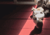 Cat Trap