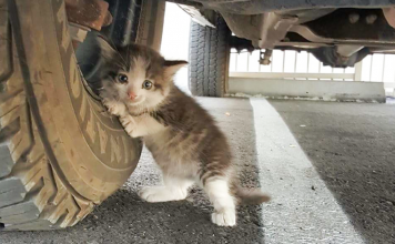 A Guy Found A Scared Kitten Under A Truck And Just Couldn’t Say No To Her