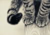 20+ Cat Paws That Are Just Purrfect