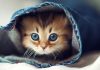 Meet Daisy, The Most Photogenic Kitten In The World