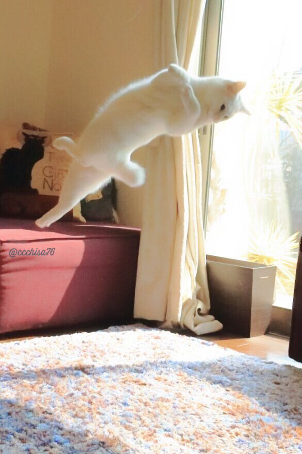 ballet-cat-3