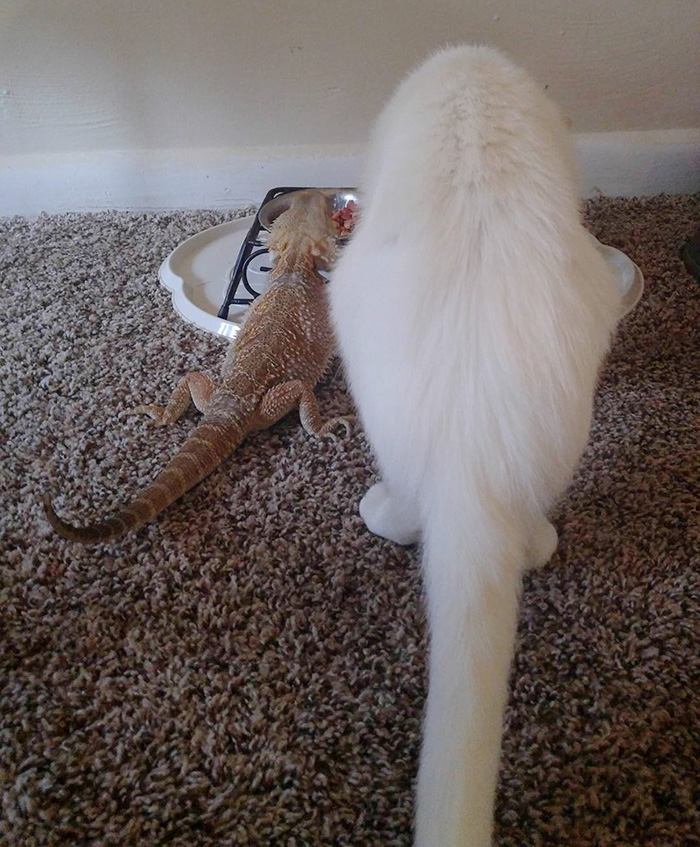 bearded-dragon-cat-friendship-8