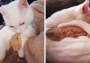 Dragon And Cat Become Two Unlikely Best Friends