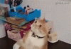 Cat is confused by its owner’s magic trick