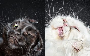 Awkard Faces of Shaking Cats