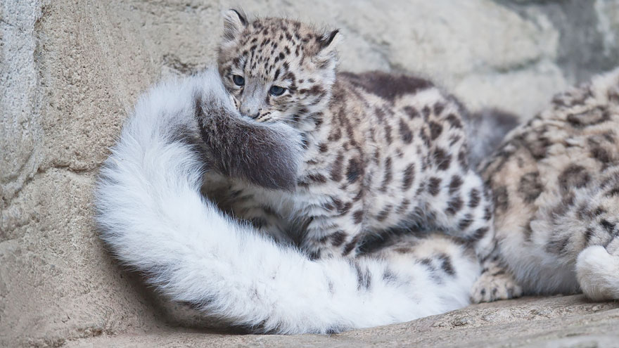 snow-leopards-biting-tail-funny-cats-3