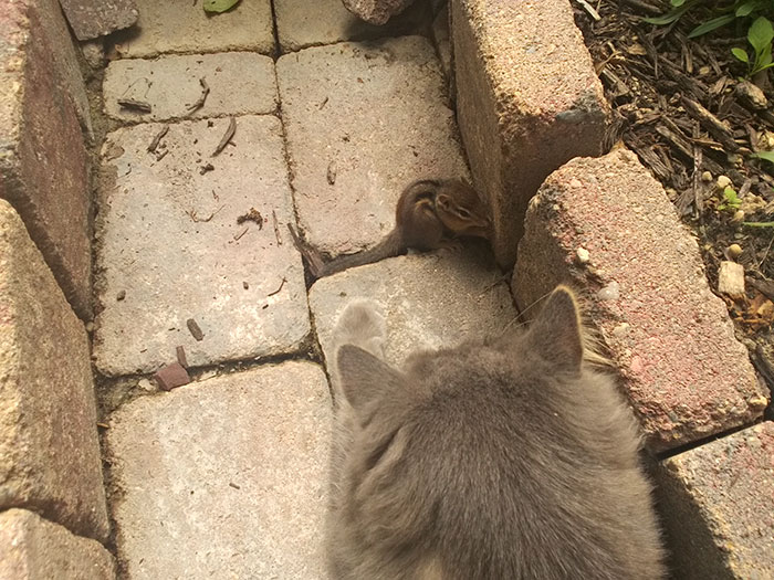 cat-chipmunk-friends-sleeping-1