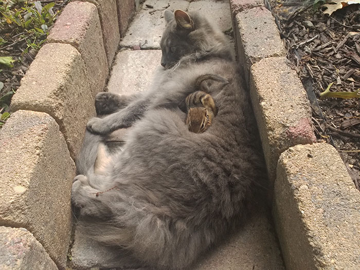 cat-chipmunk-friends-sleeping-5