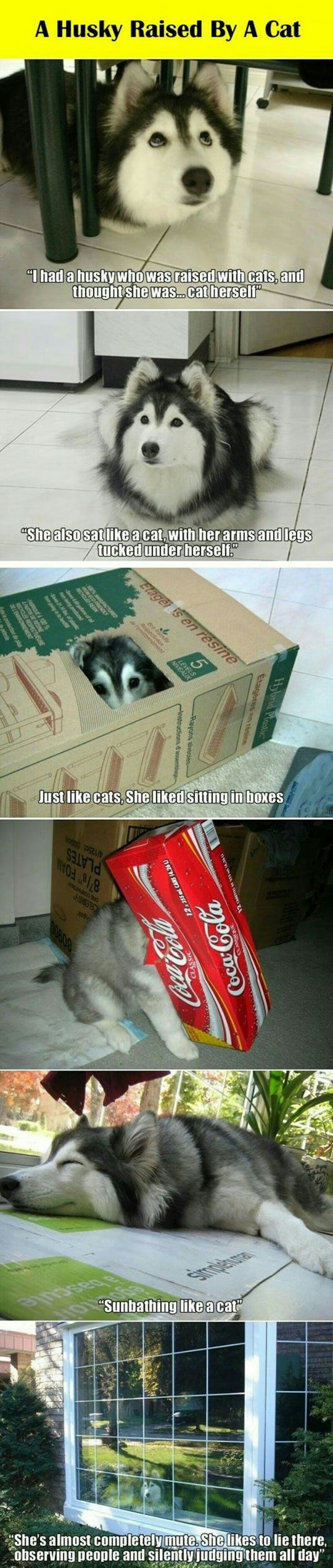 funny-Husky-dog-raised-cat