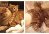 Ginger Cat Finds Identical Kitten, And Raises Him As His Own