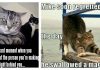 30 Powerfully True and Hysterical Cat Memes