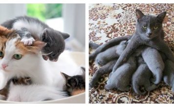 12 Cat And Dog Moms That Have Had Enough