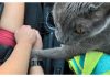 Cat Holds Owner's Hand During His Last Car Ride To Show His Appreciation