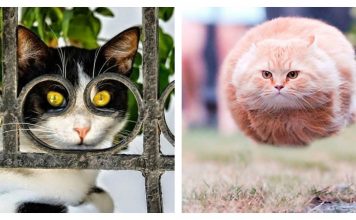 20 Cats That Were Photographed At The Right Time, Right Place….Purrfection!