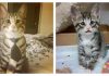 Kitty with Forever Worried Eyes will Steal Your Heart….Total Cuteness!
