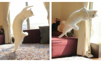 Cat Dances Perfect Ballet When Owner Isn't Home