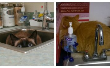 15+ Cats Who Think They Are Hiding From The Vet