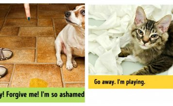 13 Photos That Prove Cats And Dogs Are Worlds Apart