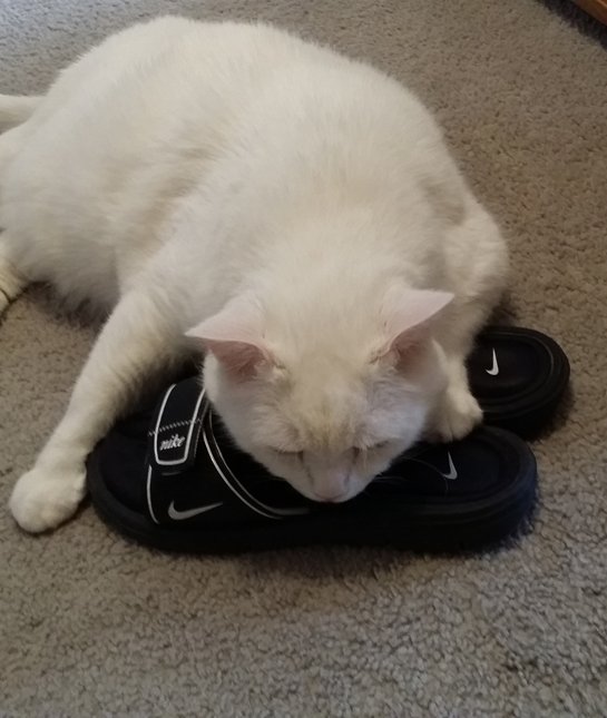 shoe-loving-cats-10