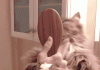 Who needs to brush the cat, when you can just cat the brush