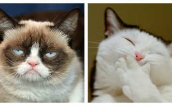 15 Cats Who Nail The Realities Of Our Work Lives