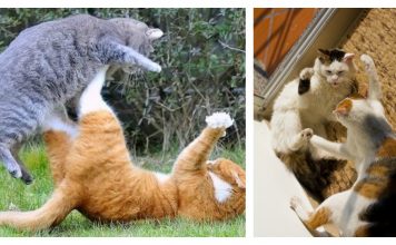 20 Cats Who Will Show You What A True 'Cat Fight' Looks Like….Eeeek!