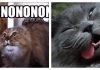 15 Cats That Sum Up How Final Exams Really Make You Feel