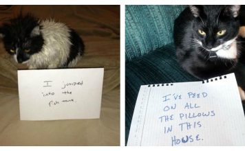 24 Ways Cats Take Joy In Making Their Owners' Lives Extra Challenging