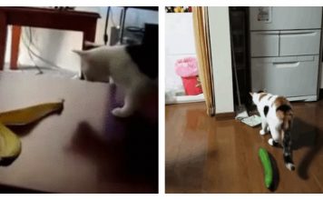 10 GIFs Of Cats Who Are Terrified of Fruits and Vegetables