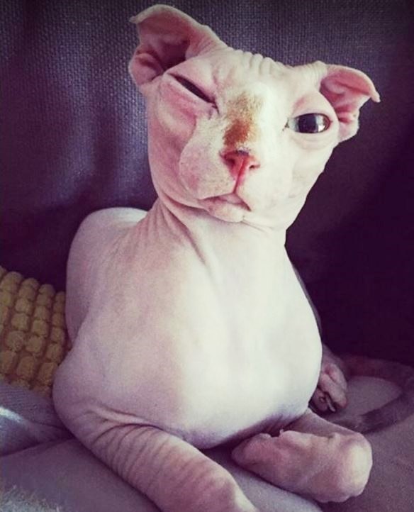 hairless-cat-bf-01