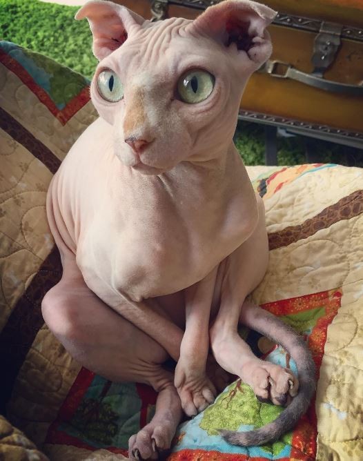 hairless-cat-bf-05