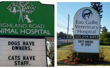 16 Vet Signs That Show They Have A Great Sense Of Humor About Cats And Their Friends…