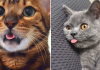 20 Derpy Cats That Are Obsessed With Letting Their Tongues Hang Out
