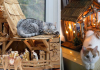 25+ Times Cats Crashed Nativity Scenes