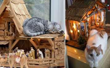 25+ Times Cats Crashed Nativity Scenes