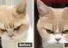 People Are Posting Pics Of Their Cats Before & After Being Called A Good Boy/Girl