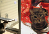 15 Cats That Are A Little Confused About Their Christmas Gifts