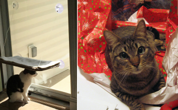 15 Cats That Are A Little Confused About Their Christmas Gifts
