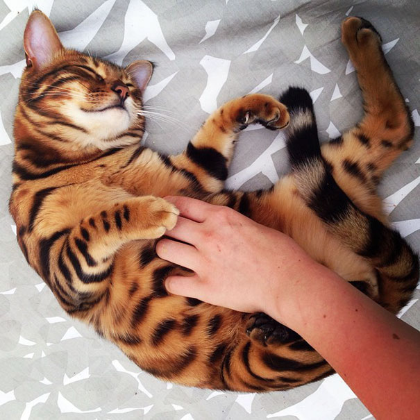 bengal-cat-spots-fur-thor-10