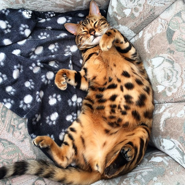 bengal-cat-spots-fur-thor-2