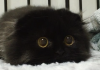 The Cat With The Biggest Eyes Ever