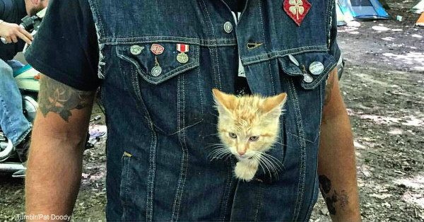 biker-cat-2