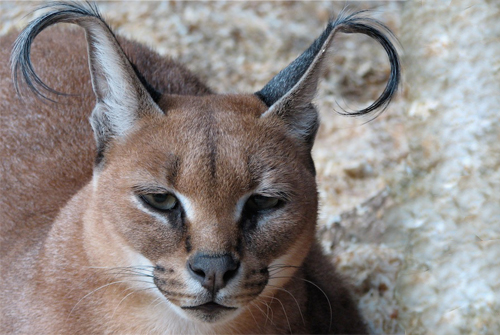 caracal-cutest-wild-cat-1