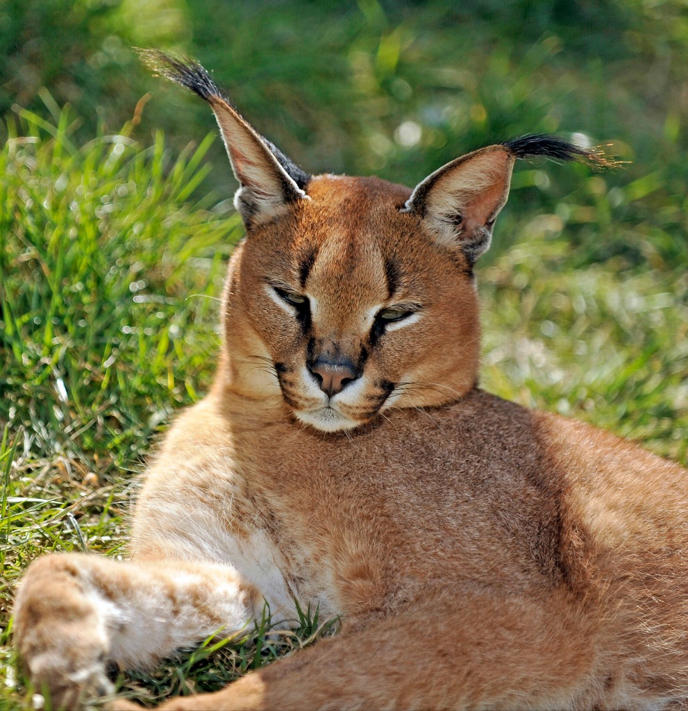 caracal-cutest-wild-cat-10