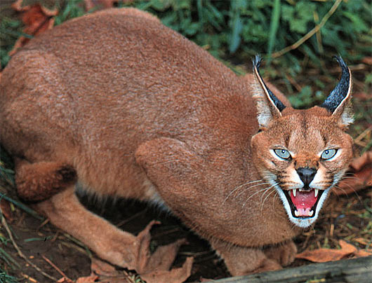 caracal-cutest-wild-cat-11