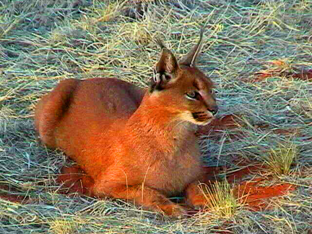 caracal-cutest-wild-cat-12