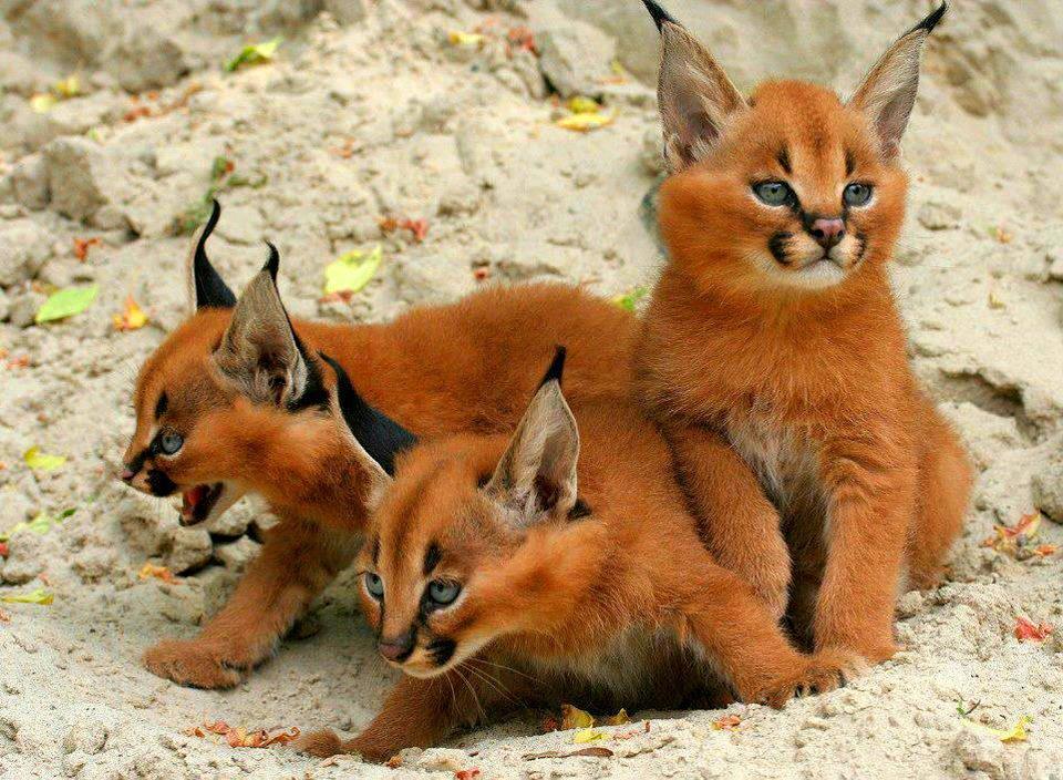 caracal-cutest-wild-cat-13