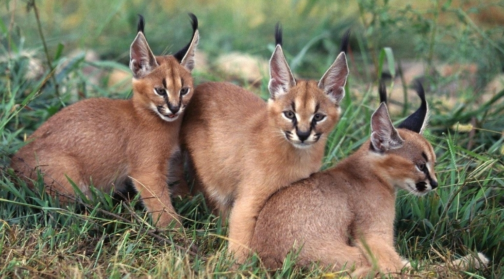 caracal-cutest-wild-cat-14